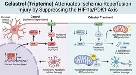 Celastrol (Tripterine) Attenuates Ischemia-Reperfusion Injury by Suppressing the HIF-1α/PDK1 Axis