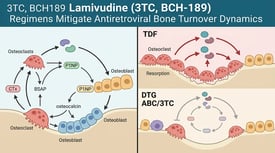 3TC, BCH189 Lamivudine (3TC, BCH-189) Regimens Mitigate Antiretroviral Bone Turnover Dynamics