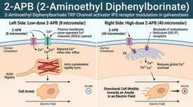 2-APB (2-Aminoethyl Diphenylborinate) 2-Aminoethyl Diphenylborinate TRP Channel activator IP3 receptor modulation in galvanotaxis