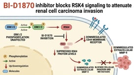 BI-D1870 inhibitor blocks RSK4 signaling to attenuate renal cell carcinoma invasion
