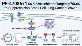 PF-4708671 S6 Kinase inhibitor Targets p70S6K to Suppress Non-Small Cell Lung Cancer Growth