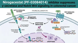 Nirogacestat (PF-03084014) inhibitor suppresses γ-secretase and Notch Wnt signaling in colorectal cancer