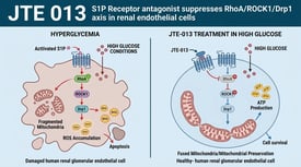 JTE 013 S1P Receptor antagonist suppresses RhoA/ROCK1/Drp1 axis in renal endothelial cells