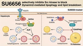 SU6656 selectively inhibits Src kinase to block Dynamin2-mediated lipophagy and lipid breakdown