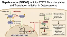 Napabucasin (BBI608) Inhibits STAT3 Phosphorylation and Translation Initiation in Osteosarcoma
