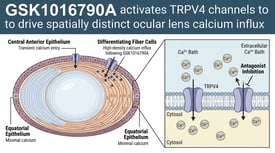 GSK1016790A activates TRPV4 channels to drive spatially distinct ocular lens calcium influx