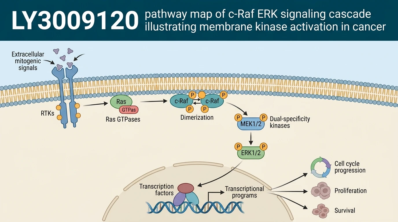 LY3009120 pathway map of c-Raf ERK signaling cascade illustrating membrane kinase activation in cancer