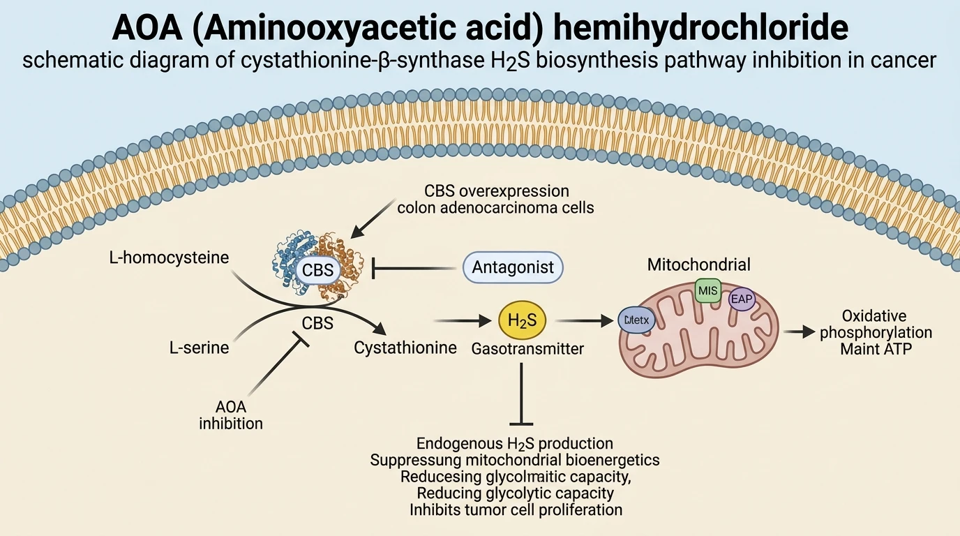 AOA Aminooxyacetic acid hemihydrochloride schematic diagram of cystathionine-β-synthase H2S biosynthesis pathway inhibition in cancer
