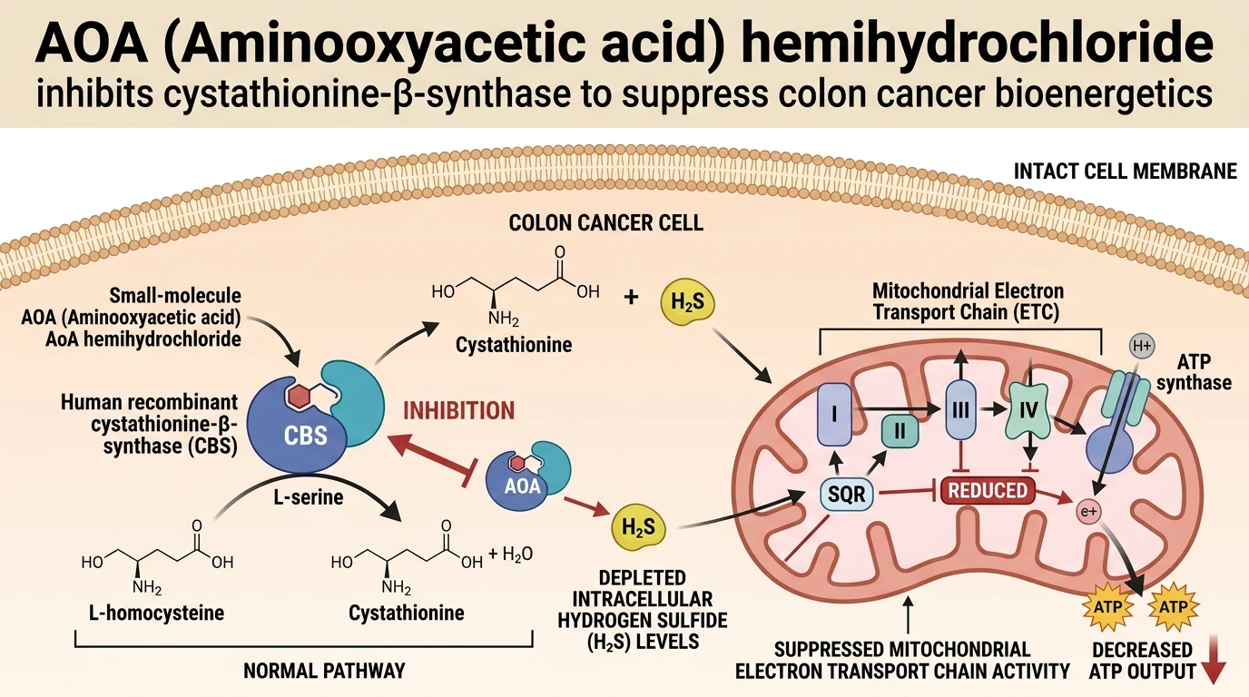 Schematic illustration of cystathionine-β-synthase H2S biosynthesis pathway inhibition blocking mitochondrial respiration in colon cancer cells