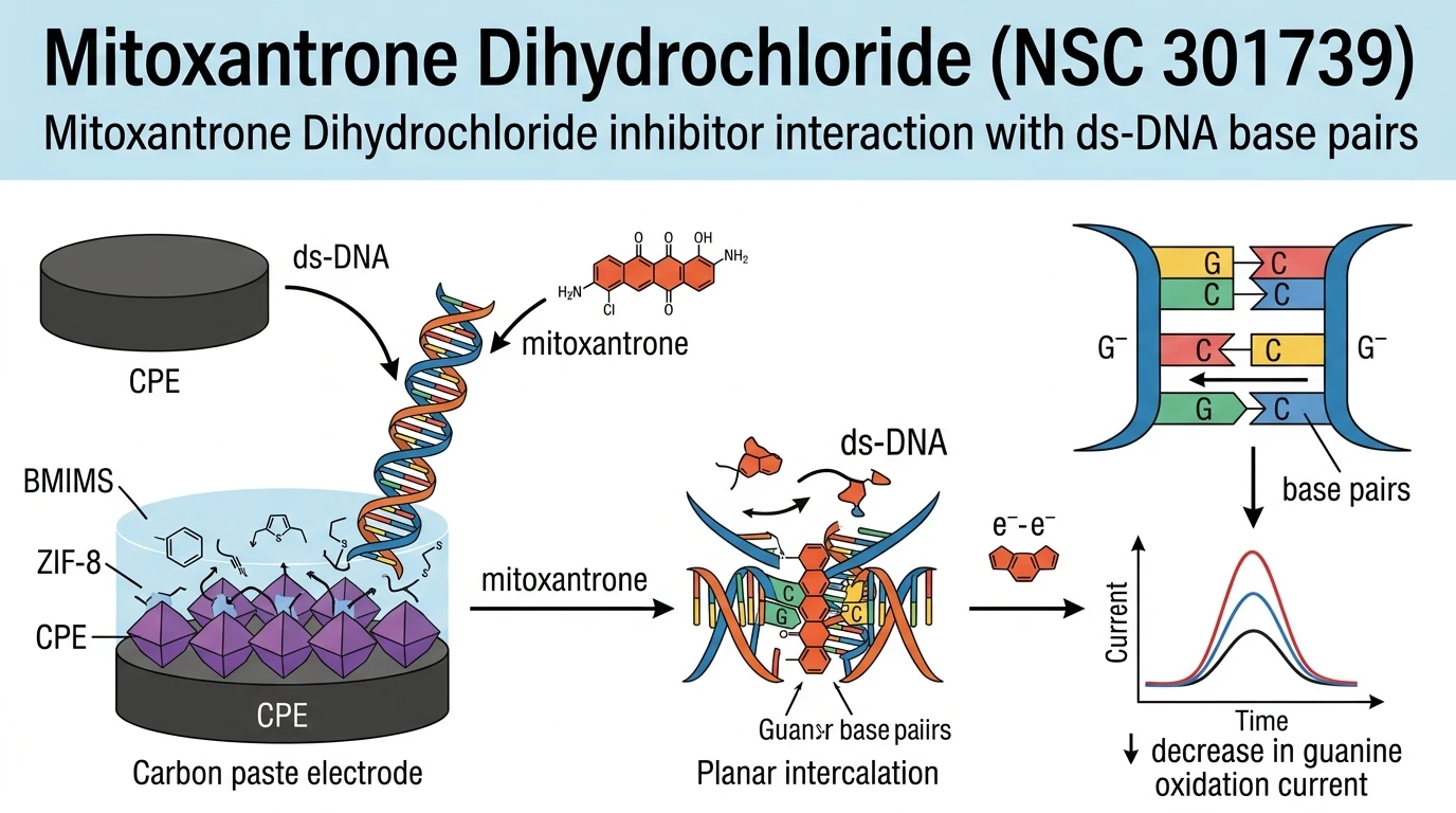 Schematic diagram of ds-DNA guanine cytosine intercalation pathway showing electrochemical guanine oxidation decrease