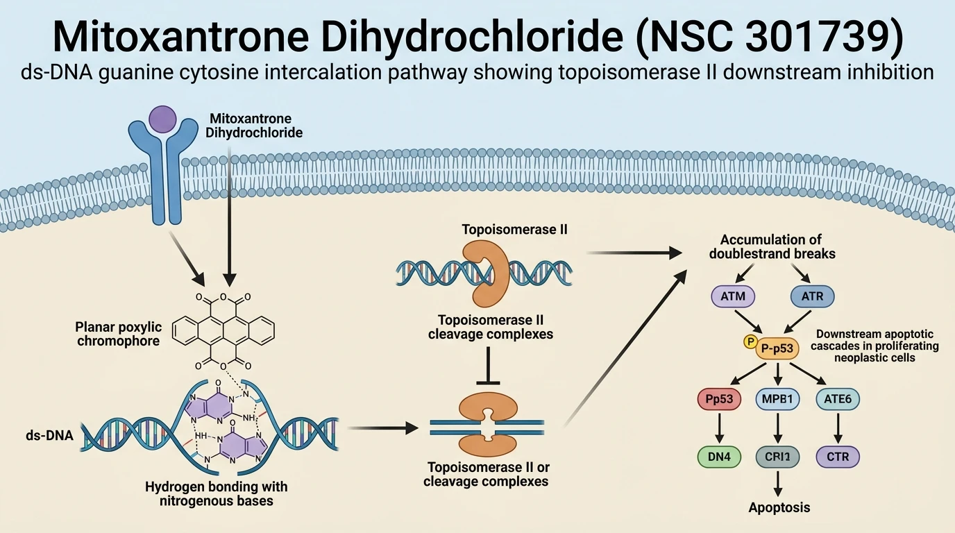 Mitoxantrone Dihydrochloride NSC 301739 ds-DNA guanine cytosine intercalation pathway showing topoisomerase II downstream inhibition