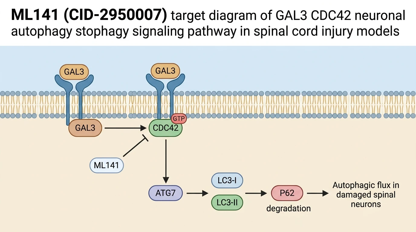 ML141 CID-2950007 target diagram of GAL3 CDC42 neuronal autophagy signaling pathway in spinal cord injury models