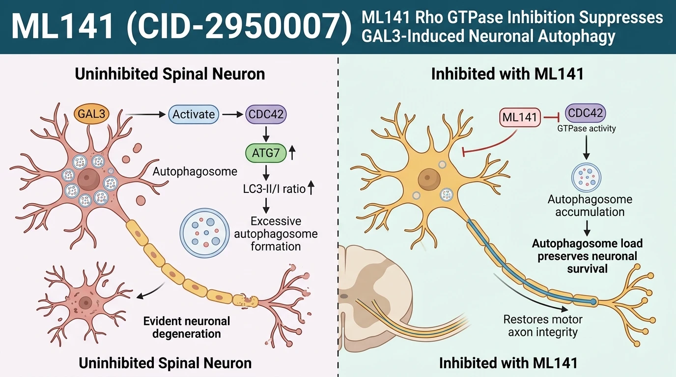 Schematic diagram of GAL3 CDC42 neuronal autophagy signaling pathway in spinal cord injury motor recovery