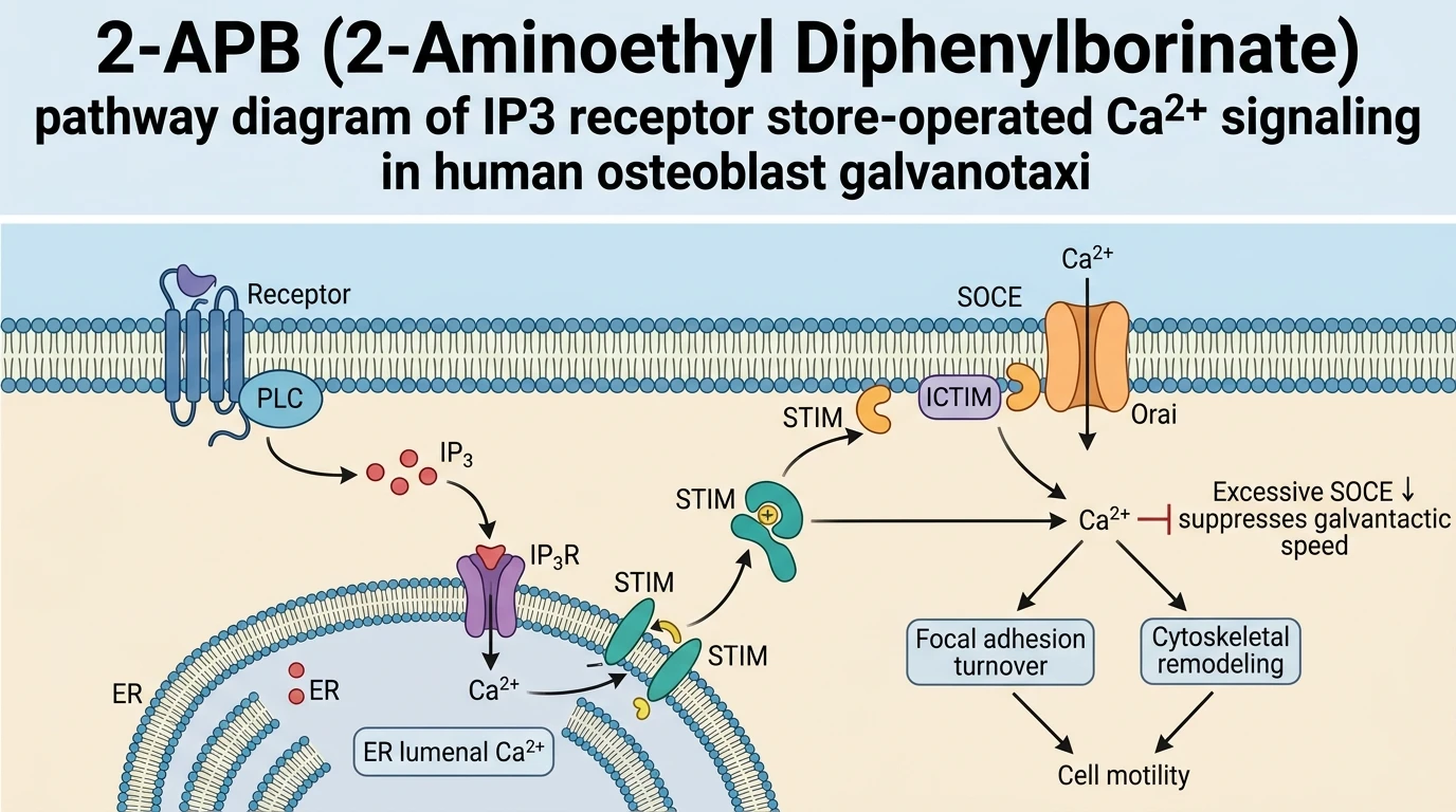 2-APB 2-Aminoethyl Diphenylborinate pathway diagram of IP3 receptor store-operated Ca2+ signaling in human osteoblast galvanotaxis