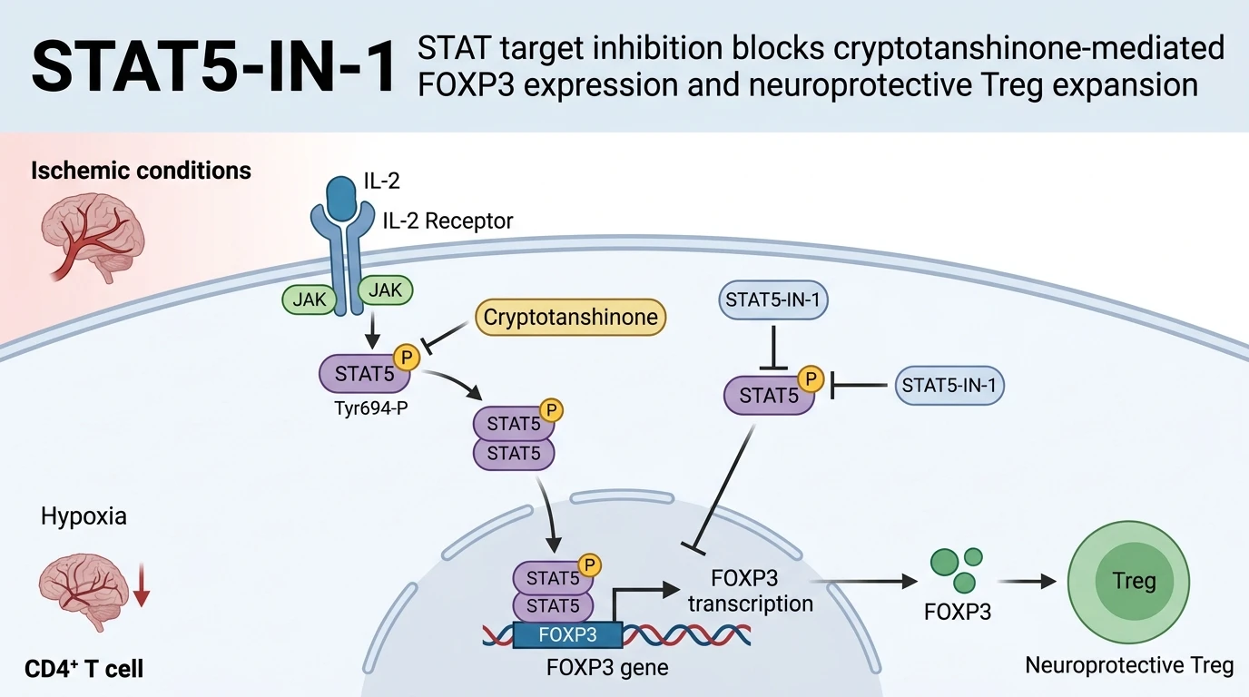 Schematic diagram of JAK STAT5 signaling pathway suppression by STAT5-IN-1 during ischemic neuroprotection