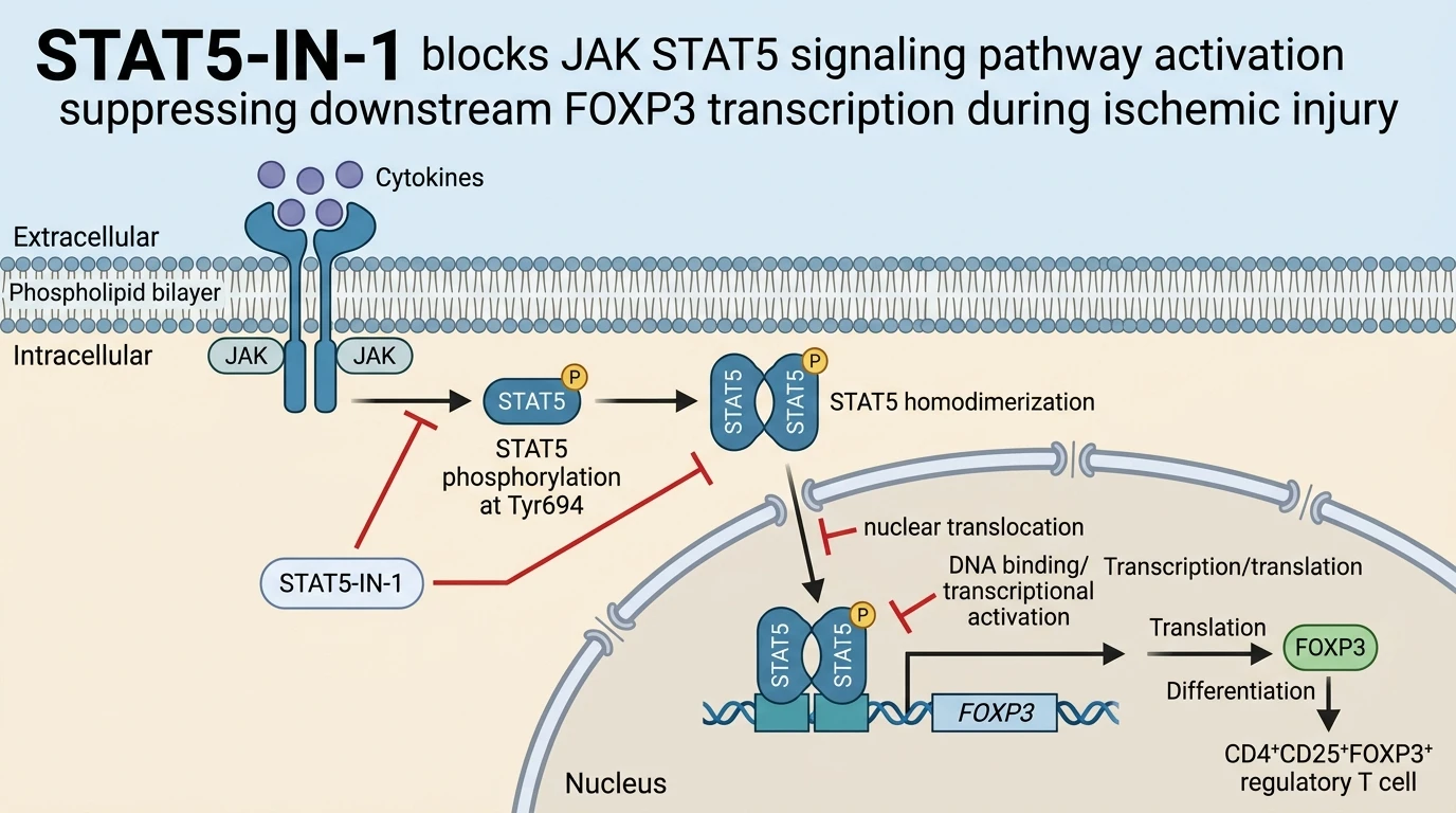 STAT5-IN-1 blocks JAK STAT5 signaling pathway activation suppressing downstream FOXP3 transcription during ischemic injury