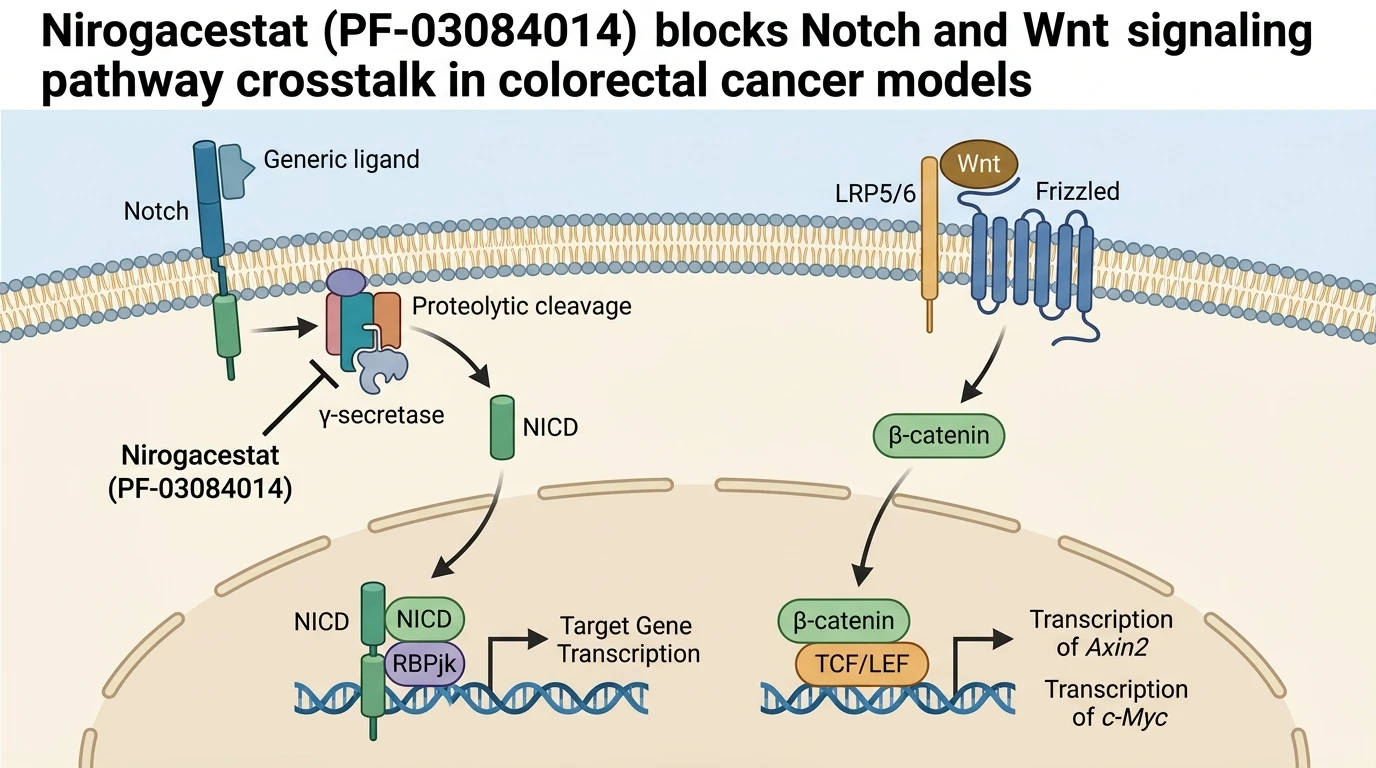 Nirogacestat PF-03084014 blocks Notch and Wnt signaling pathway crosstalk in colorectal cancer models