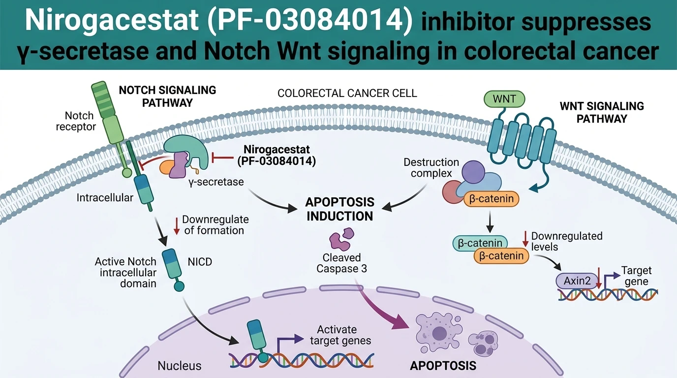 Schematic diagram of Notch and Wnt signaling pathway inhibition by Nirogacestat in colorectal cancer