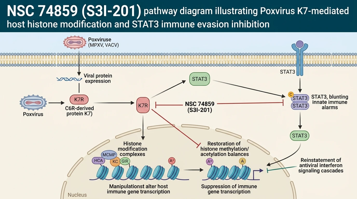 NSC 74859 S3I-201 pathway diagram illustrating Poxvirus K7-mediated host histone modification and STAT3 immune evasion inhibition