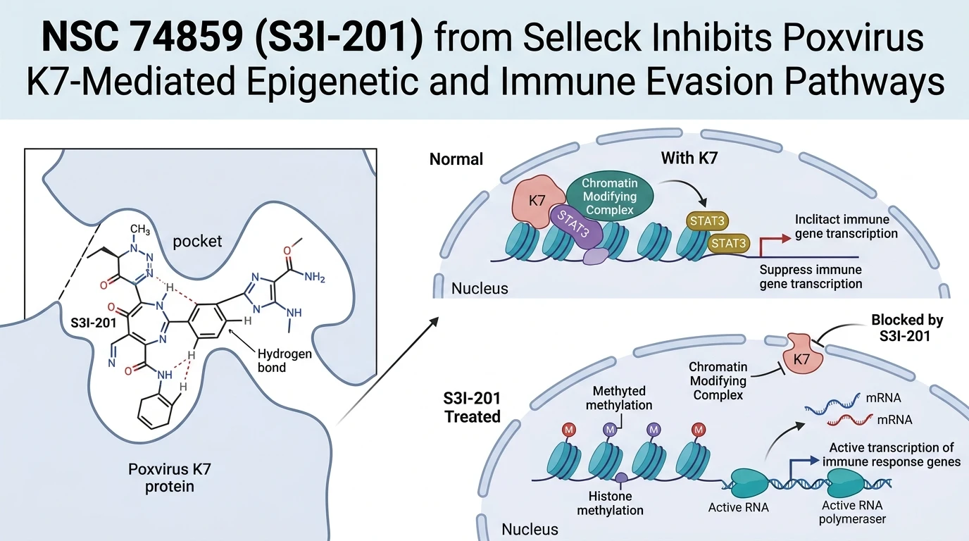 Schematic illustration of poxvirus K7-mediated host histone modification and immune evasion suppression in viral infection