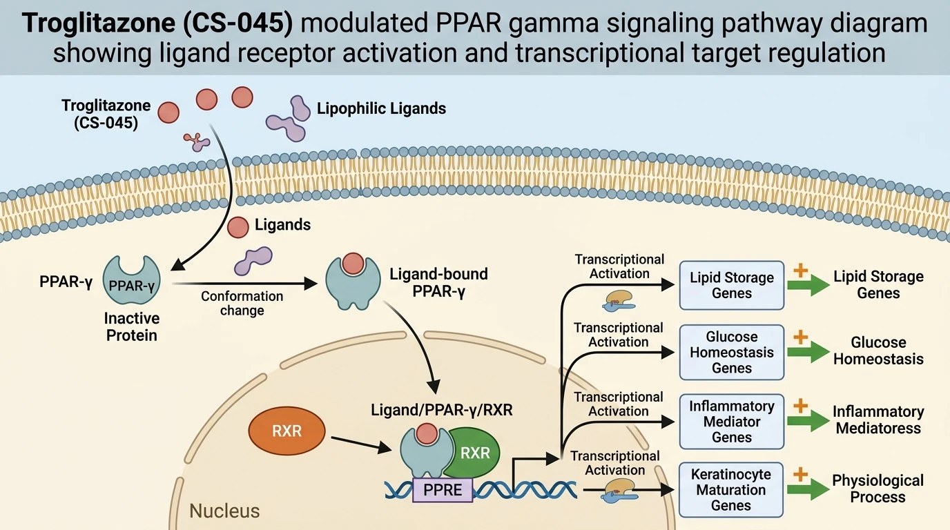 Troglitazone CS-045 modulated PPAR gamma signaling pathway diagram showing ligand receptor activation and transcriptional target regulation