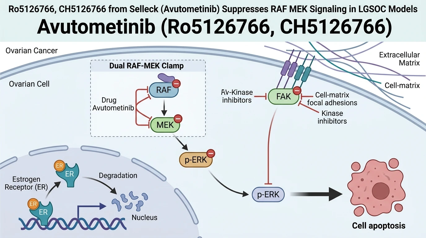 Schematic diagram of RAS MAPK signaling pathway showing dual RAF MEK inhibition in cancer cells