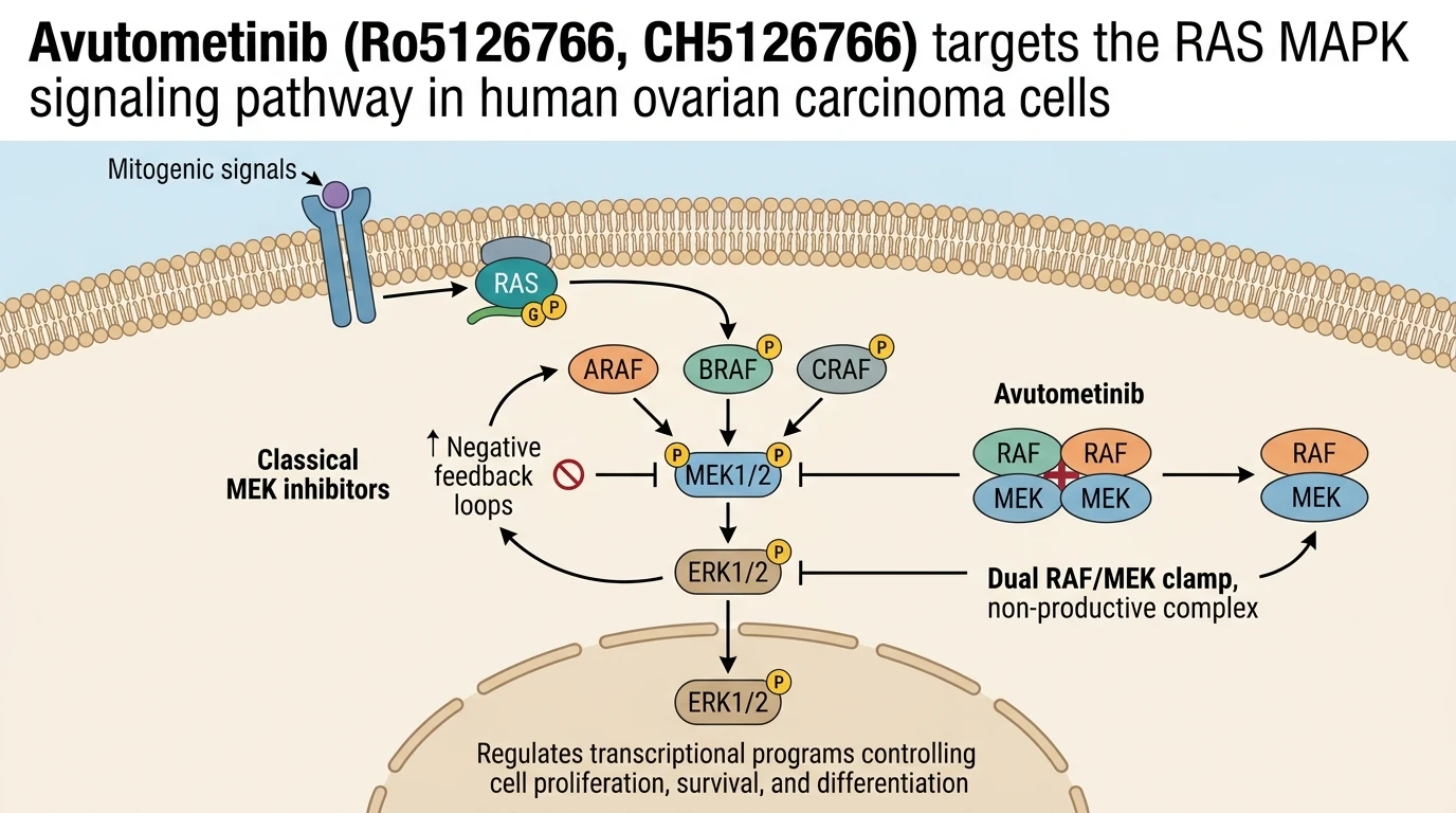 Avutometinib Ro5126766, CH5126766 targets the RAS MAPK signaling pathway in human ovarian carcinoma cells