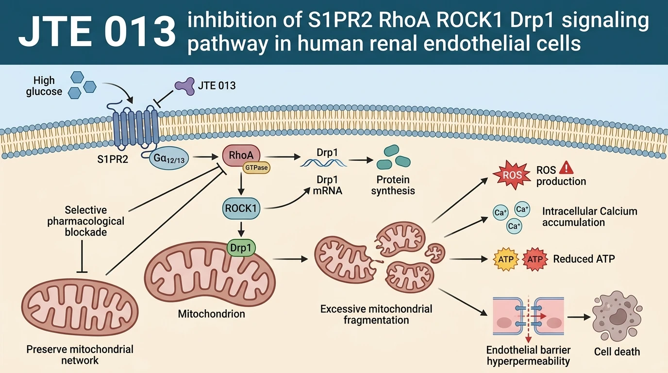 JTE 013 inhibition of S1PR2 RhoA ROCK1 Drp1 signaling pathway in human renal endothelial cells