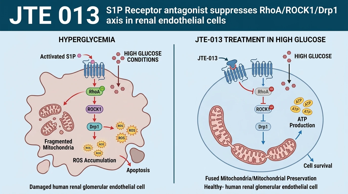 Schematic diagram of S1PR2 RhoA ROCK1 Drp1 signaling pathway inhibition in renal endothelial cells
