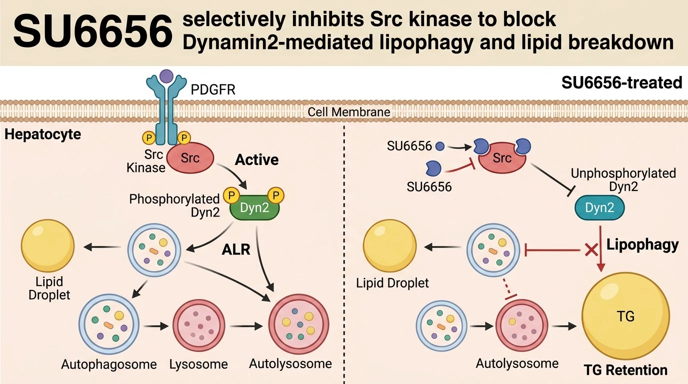Schematic diagram of Src kinase Dynamin2 lipophagy pathway showing SU6656 inhibiting lipid droplet turnover