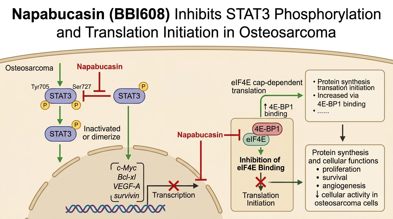 Schematic diagram of STAT3 signaling pathway in osteosarcoma showing phosphorylation inhibition and cap dependent translation blockade