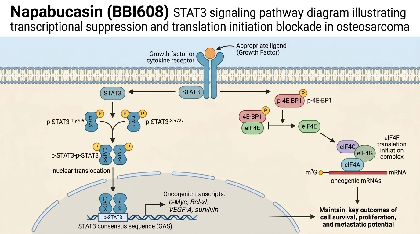 Napabucasin BBI608 STAT3 signaling pathway diagram illustrating transcriptional suppression and translation initiation blockade in osteosarcoma
