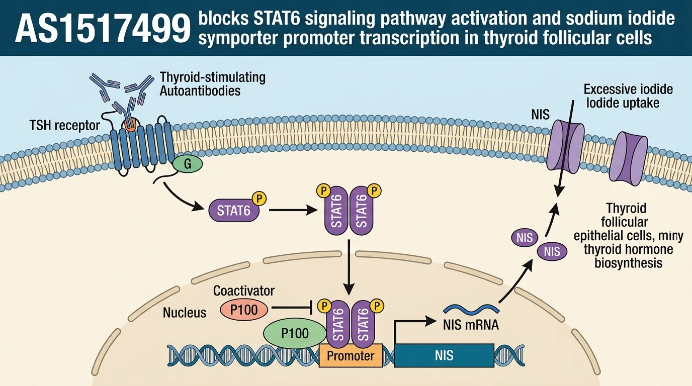 AS1517499 blocks STAT6 signaling pathway activation and sodium iodide symporter promoter transcription in thyroid follicular cells