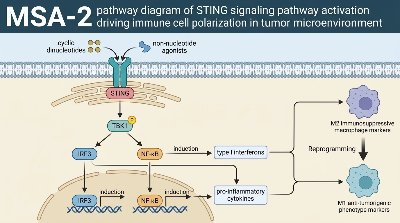 MSA-2 pathway diagram of STING signaling pathway activation driving immune cell polarization in tumor microenvironment