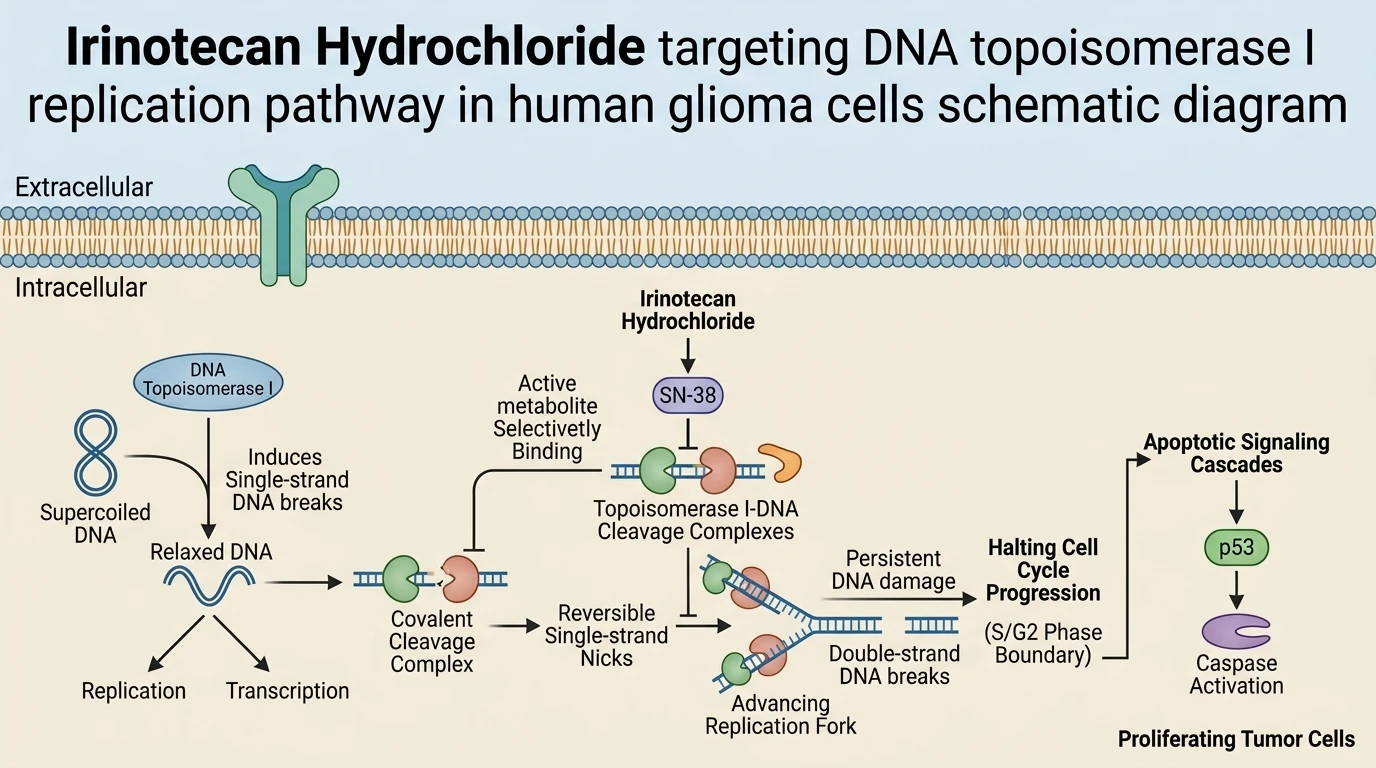 Irinotecan Hydrochloride targeting DNA topoisomerase I replication pathway in human glioma cells schematic diagram